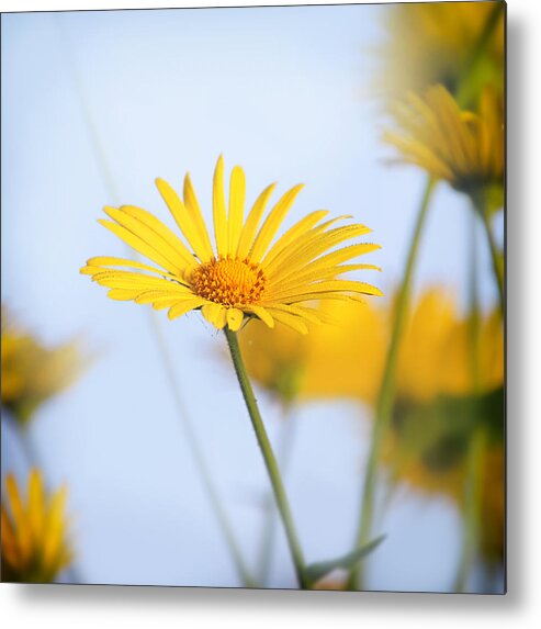 Flower Metal Print featuring the photograph Touches 6 by Jaroslav Buna