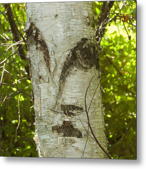 Tree Metal Print featuring the photograph Tree Face by Marty Klar