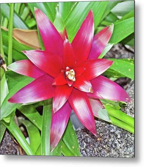 Bromeliad In Botanical Garden In Balboa Park In San Diego Metal Print featuring the photograph Bromeliad Plant in Botanical Garden in Balboa Park in San Diego, California- by Ruth Hager