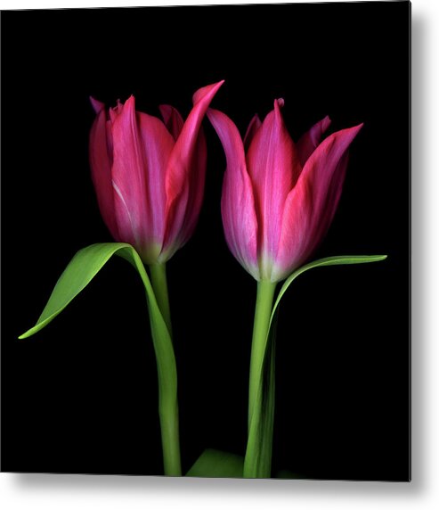 Two Objects Metal Print featuring the photograph Tulips Flower by Photograph By Magda Indigo