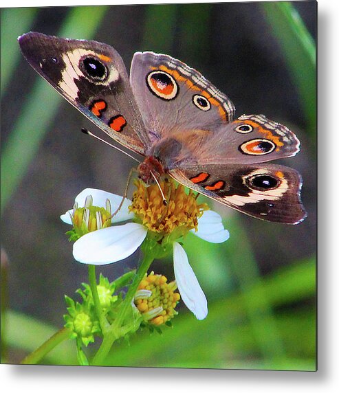 Butterfly Metal Print featuring the photograph Uncommon Buckeye by Michael Allard