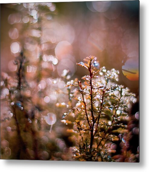 Outdoors Metal Print featuring the photograph Water Drops On Golden Plant by (c) Harold Lloyd