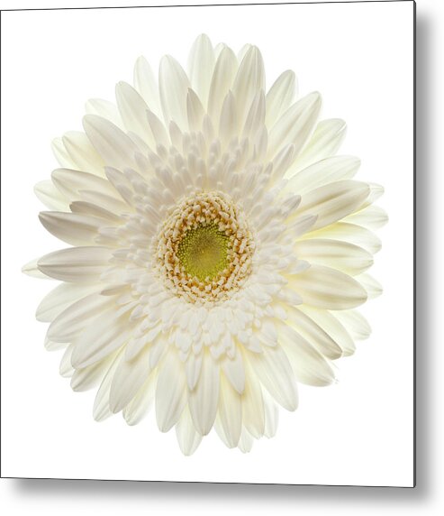 White Background Metal Print featuring the photograph White Gerbera Daisy Isolated On White by Jill Fromer