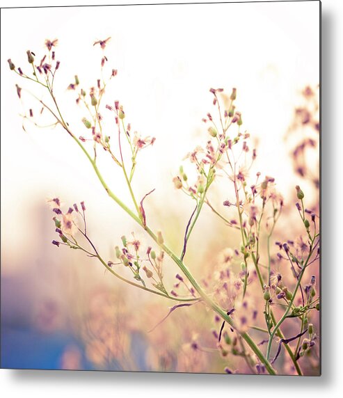 Environmental Conservation Metal Print featuring the photograph Wilted Dandelion by 4x-image