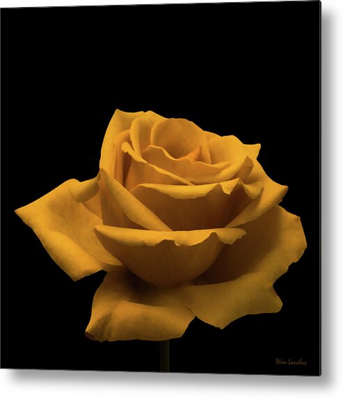 Yellow Rose Metal Print featuring the photograph Yellow Rose on Black by Wim Lanclus
