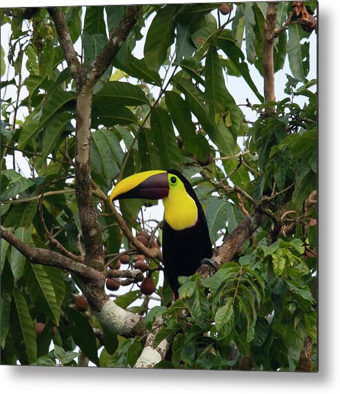 Toucan Metal Print featuring the photograph Yellow-throated Toucan by Patrick Nowotny