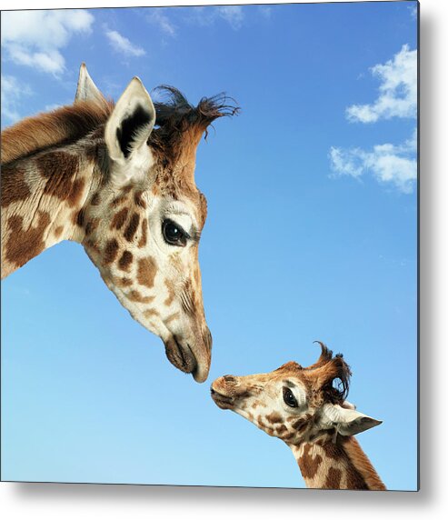 Animal Nose Metal Print featuring the photograph Young And Adult Giraffes Looking Face by Digital Zoo