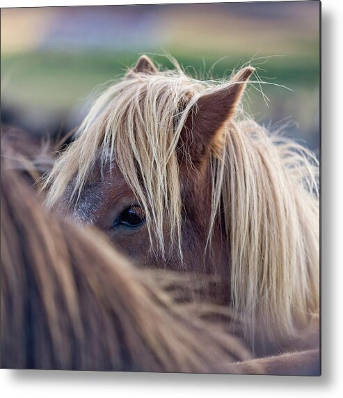 Horse Metal Print featuring the photograph Young Horse by Arctic-images
