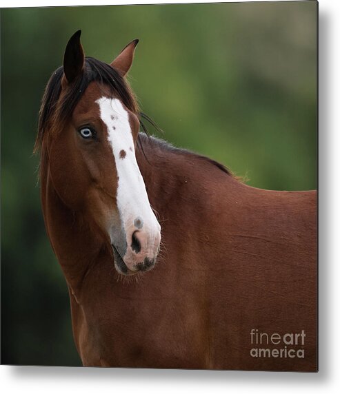 Blue Eye Metal Print featuring the photograph Blue Eye #1 by Shannon Hastings