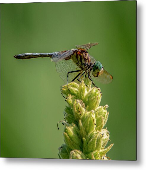 Insect Metal Print featuring the photograph Dragon Fly #1 by Cathy Kovarik