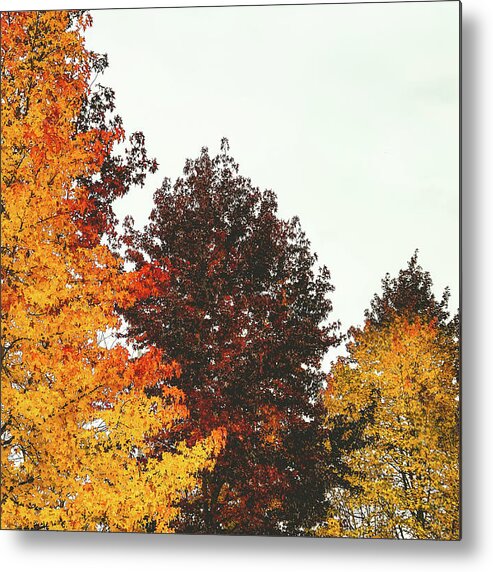 Trees Metal Print featuring the photograph Fall by Anamar Pictures