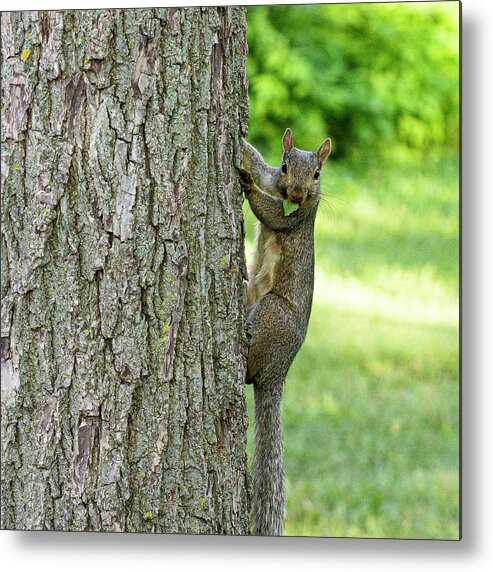 Squirrel Climbing Tree Eating Metal Print featuring the photograph Mr. Squirrel #1 by David Morehead