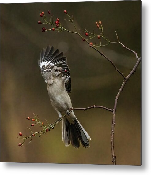 Northern Mockingbird Metal Print featuring the photograph Northern Mockingbird #1 by Alexander Image