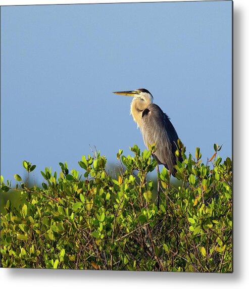 R5-2618 Metal Print featuring the photograph Perched #1 by Gordon Elwell