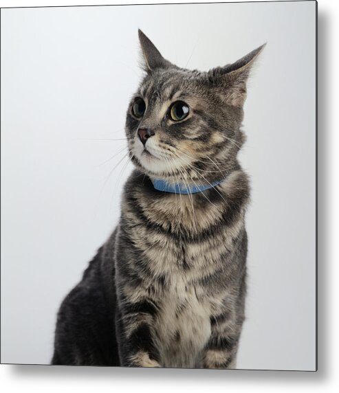Pets Metal Print featuring the photograph Portrait of a Brown Tabby Cat #1 by Duncan Smith