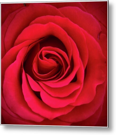 Red Rose Metal Print featuring the photograph Rose #1 by S J Bryant
