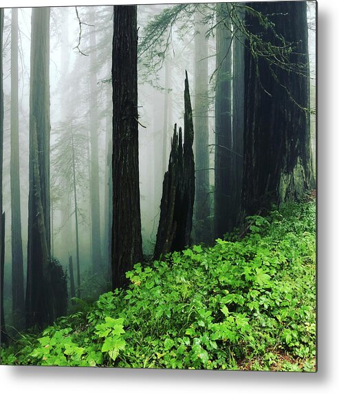 Redwoods Metal Print featuring the photograph Smoke from a Distant Fire #1 by Grey Coopre