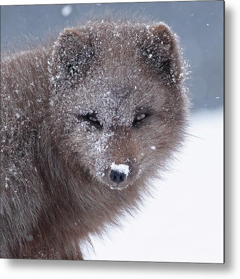 2023 Metal Print featuring the photograph Arctic Fox #10 by Jean-Luc Baron