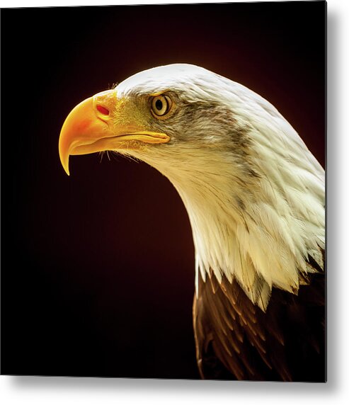 1x1 Metal Print featuring the photograph Bald Eagle #2 by Mark Llewellyn