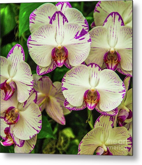 Orchid Metal Print featuring the photograph Orchid Garden #2 by D Davila