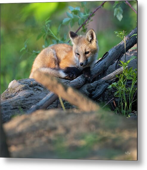 Red Fox Metal Print featuring the photograph Soaking Up The Sun #2 by Everet Regal