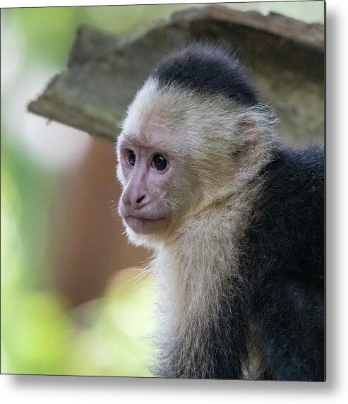 Monkey Metal Print featuring the photograph White-faced Monkey #2 by Ken Stampfer