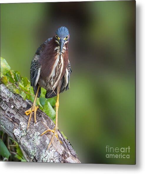 Green Heron Metal Print featuring the photograph A Green Heron at Eagle Lake Park in Florida by L Bosco