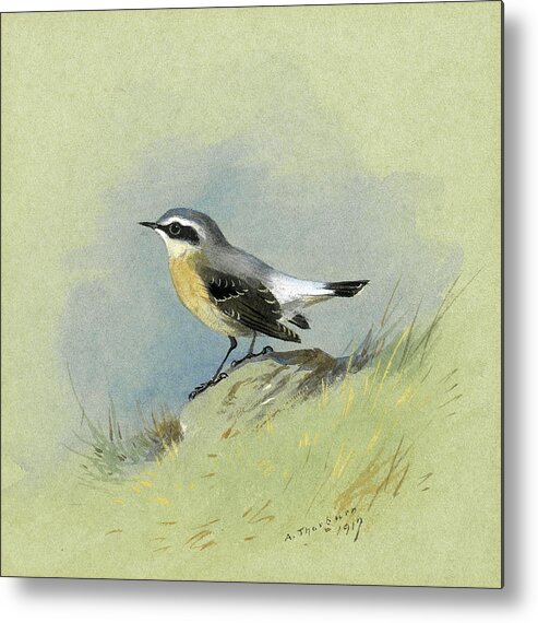 Archibald Thorburn Metal Print featuring the drawing A male Wheatear by Archibald Thorburn