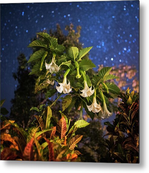 Belize Metal Print featuring the photograph Angel's Trumpet Flowers Belmopan Belize Starry Skies Square by Toby McGuire