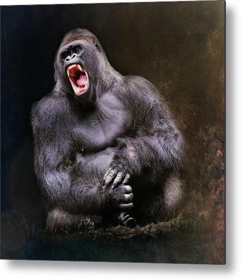 Gorilla Metal Print featuring the photograph Angry Male Gorilla by Marjorie Whitley