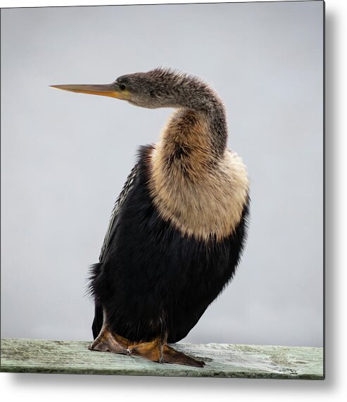 Photograph Metal Print featuring the photograph Anhinga Portrait by Suzanne Gaff