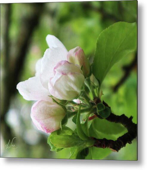 Apple Metal Print featuring the photograph Apple Blossoms 2 by D Lee