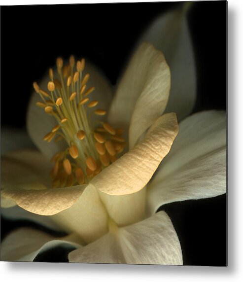 Aquilegia Metal Print featuring the photograph Apricot Delight II by Marsha Tudor