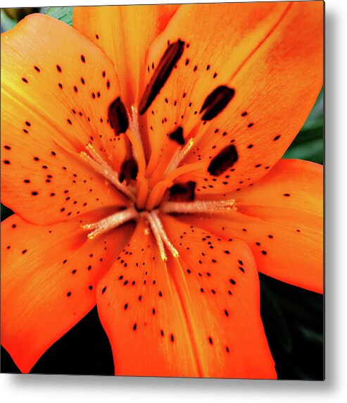 Orange Metal Print featuring the photograph Asiatic Lily by Simone Hester