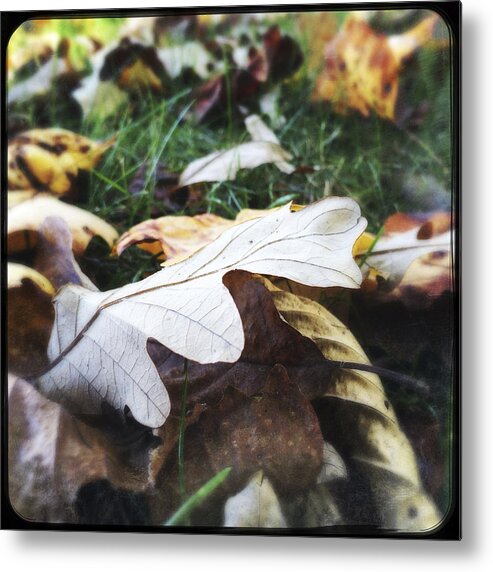 Grass Metal Print featuring the photograph Autumn Leaves on Grass by Bgwalker