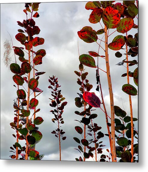 Smoke Tree Metal Print featuring the photograph Autumnal No. 1 - Smoke Tree with Frontal Passage Sky by Steve Ember
