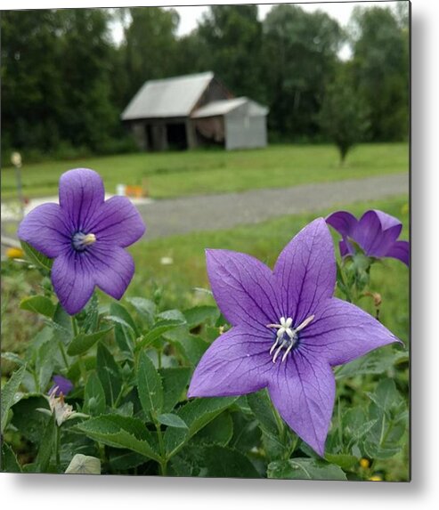 Balloon Flower Metal Print featuring the photograph Balloon Flowers and Barn by Vicki Noble