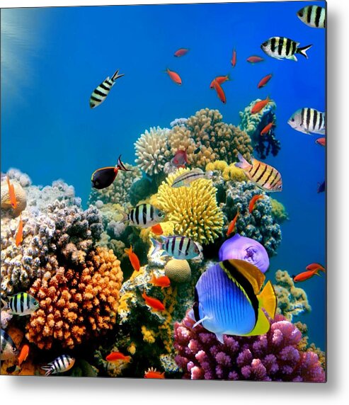 Fish Metal Print featuring the photograph Beautiful Fish On Coral Reef by World Art Collective