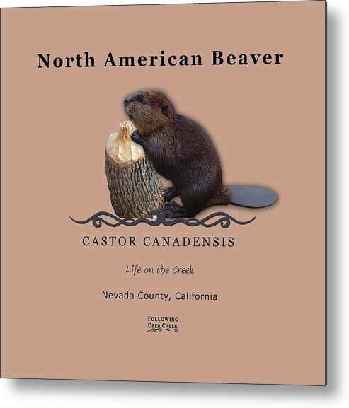 North American Beaver Metal Print featuring the digital art Beaver by Lisa Redfern