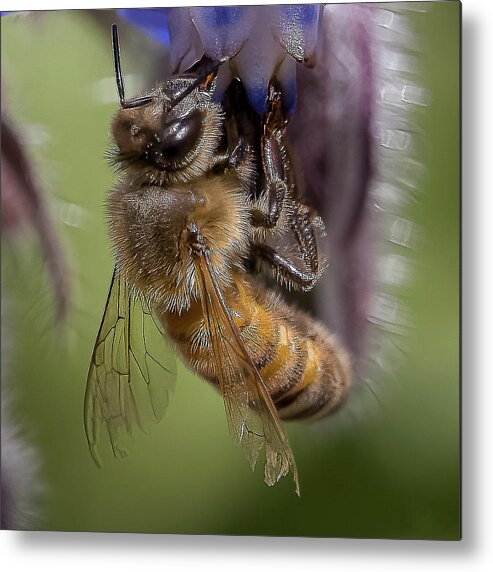 Honeybee Metal Print featuring the photograph Bee on Starflower by Cheri Freeman