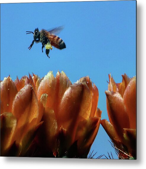 Bee Metal Print featuring the photograph Bee Pollen by Perry Hoffman