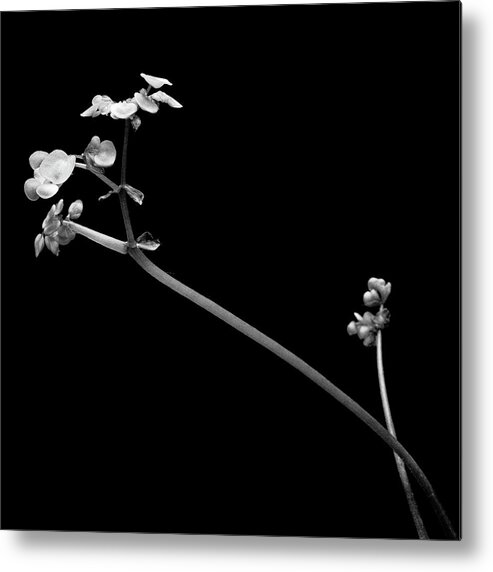 Begonia Metal Print featuring the photograph Begonia No. 2 by Stephen Russell Shilling