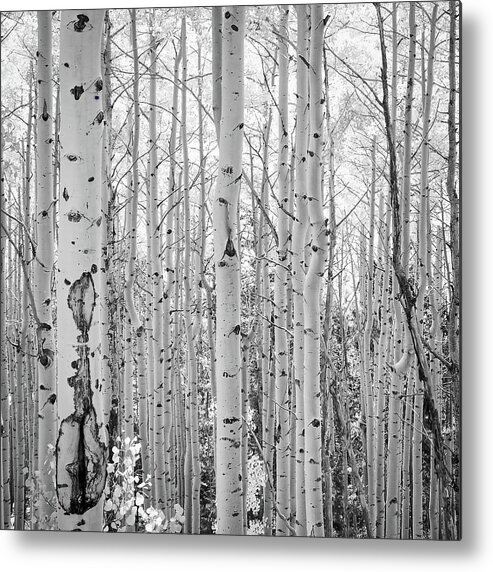 Black And White Metal Print featuring the photograph Black and White Aspen Grove by Rebecca Herranen