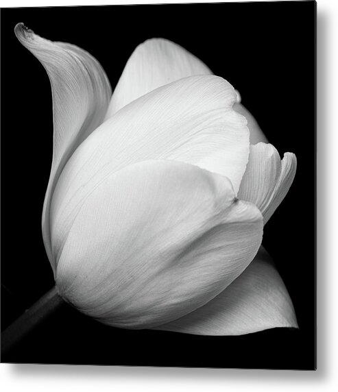 Flower Metal Print featuring the photograph Black and white tulip by Mirko Chessari