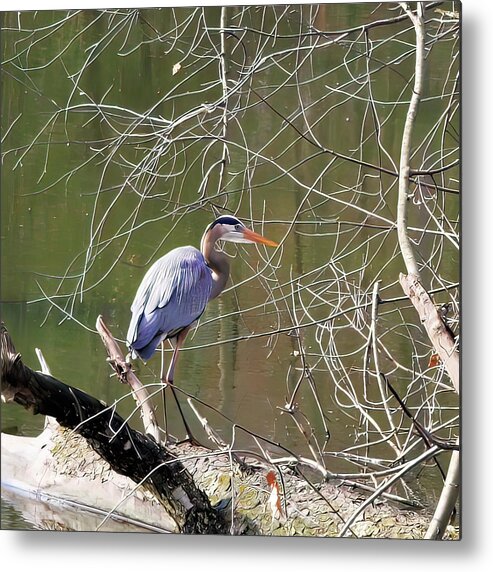 Nature Metal Print featuring the photograph Blue Heron On Fallen Tree 3 by Daniel Beard