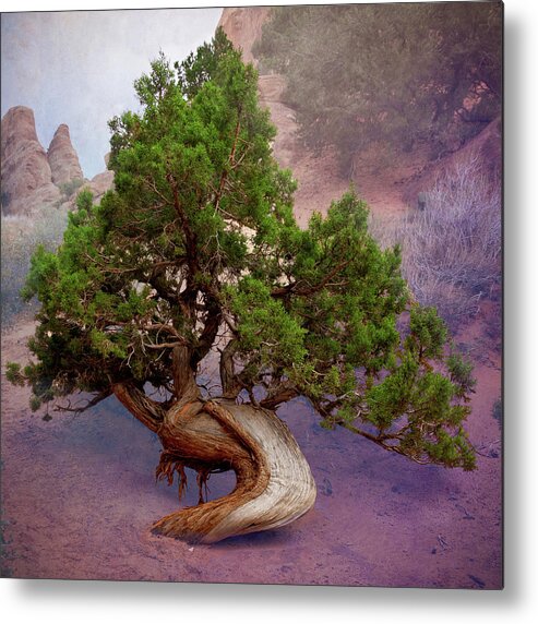 Tree Metal Print featuring the photograph Bowing Evergreen Tree by Paul Giglia