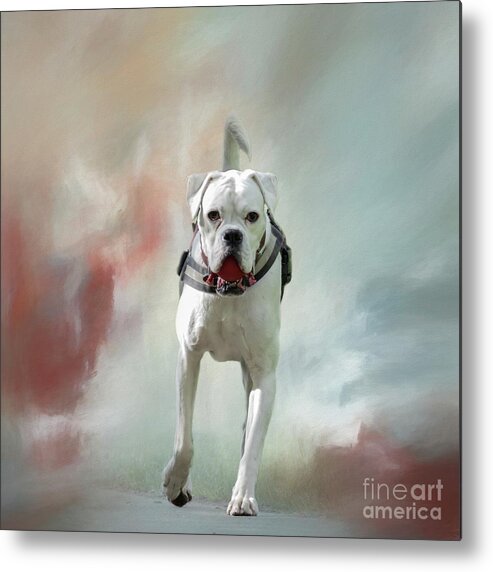 Boxer Metal Print featuring the photograph Boxer With A Red Ball by Eva Lechner