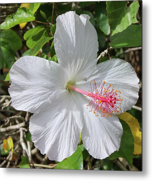 Flowers Metal Print featuring the pyrography Bright White by Tony Spencer