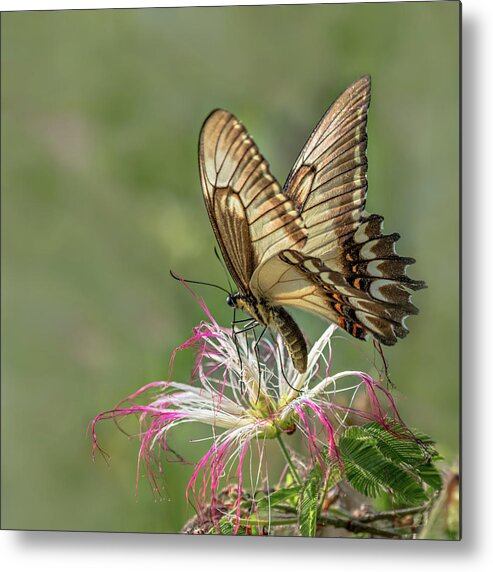 Butterfly Metal Print featuring the photograph Broad Banded Swallowtail Butterlfy by Linda Villers