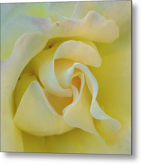 Rose Metal Print featuring the photograph Butter Cream by Cathy Kovarik
